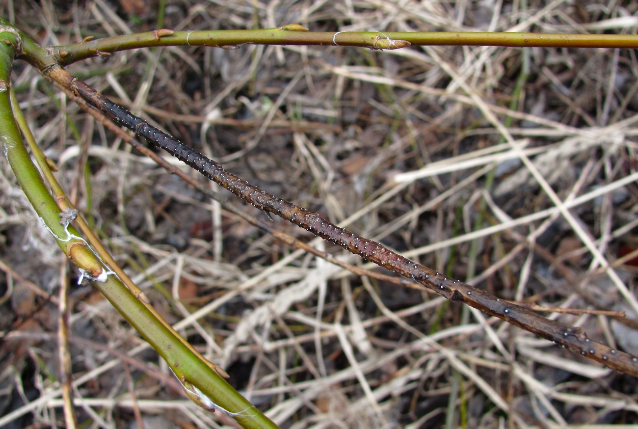 Image of Salix myrsinifolia specimen.