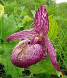 Cypripedium macranthos. Цветок. Камчатский край, Алеутский р-н, о-в Беринга, 1 км к востоку от мыса Гаупта (Китовый), приморские дюны. 01.08.2015.