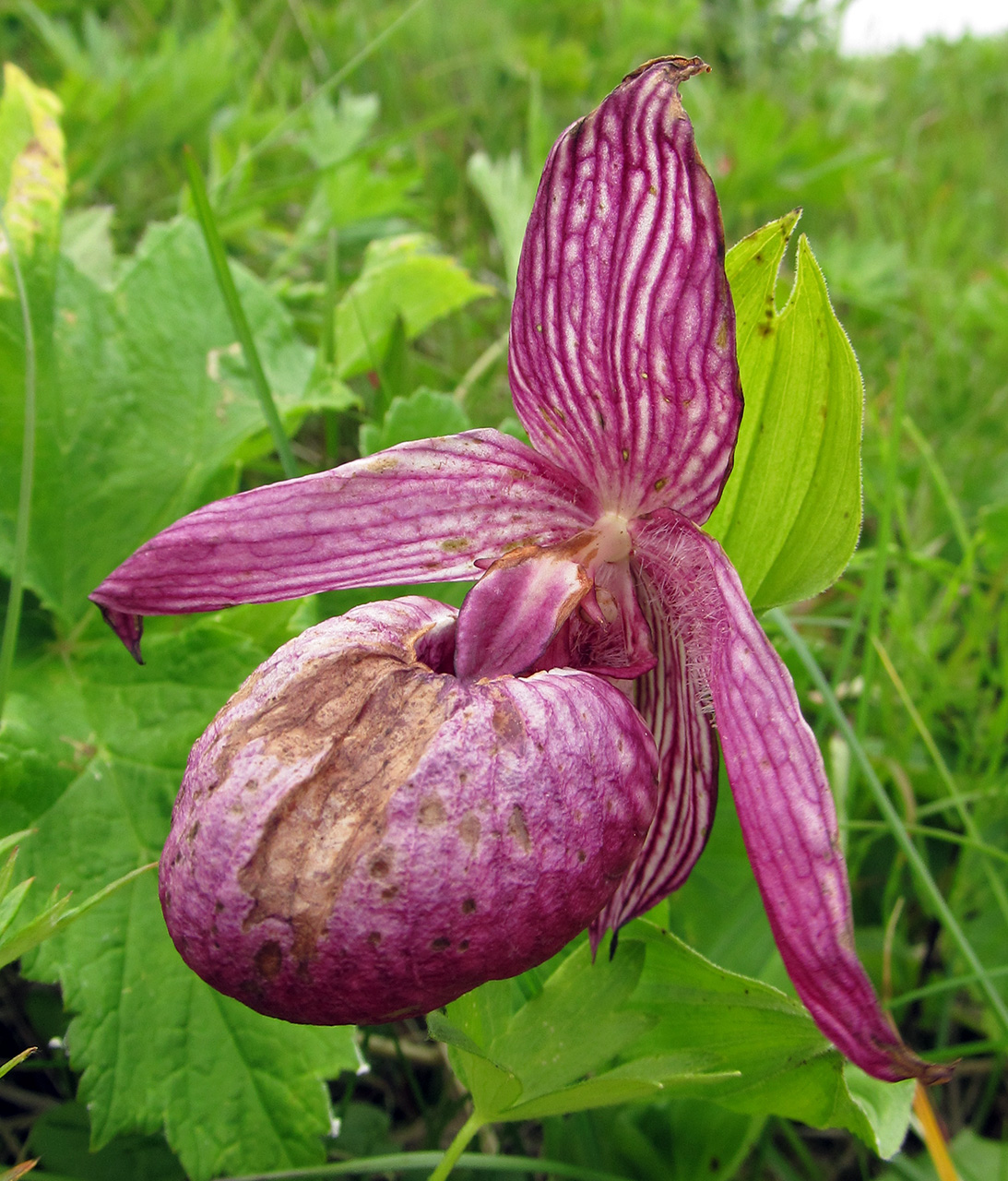 Изображение особи Cypripedium macranthos.