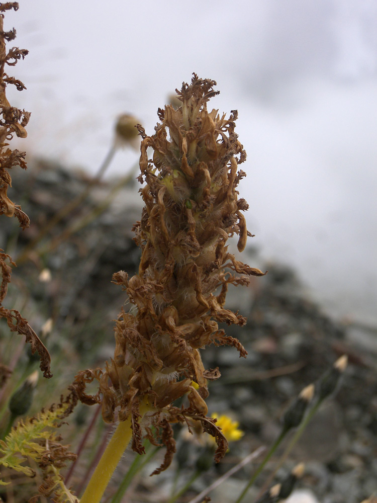 Изображение особи Pedicularis condensata.