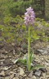 Orchis simia