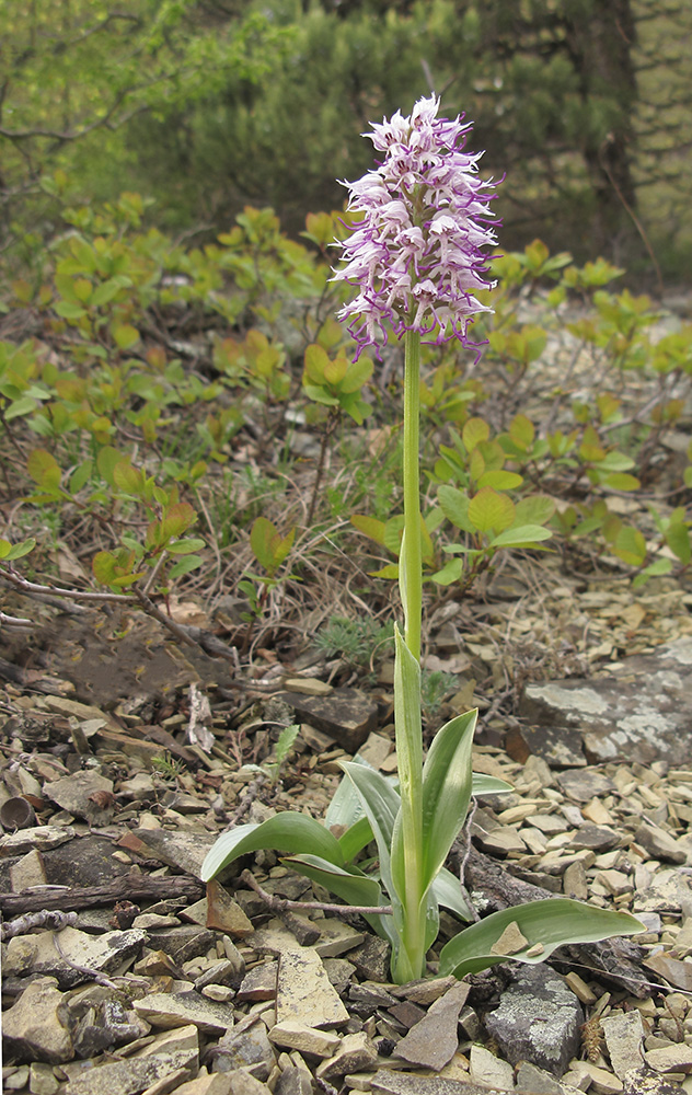 Изображение особи Orchis simia.