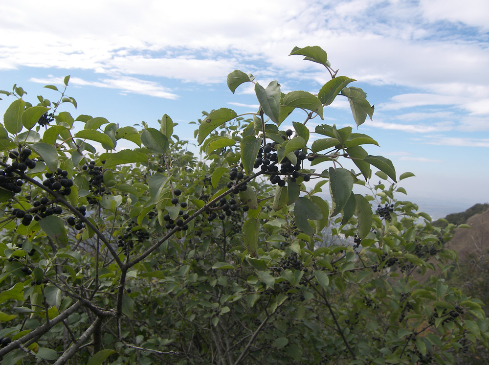 Image of Rhamnus cathartica specimen.