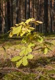 Quercus robur. Молодое растение с принимающими осеннюю окраску листьями в зеленомошном сосняке. Ленинградская обл., Лужский р-н. Сентябрь 2014 г.