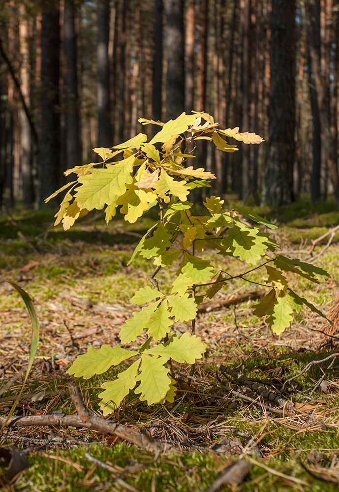 Изображение особи Quercus robur.