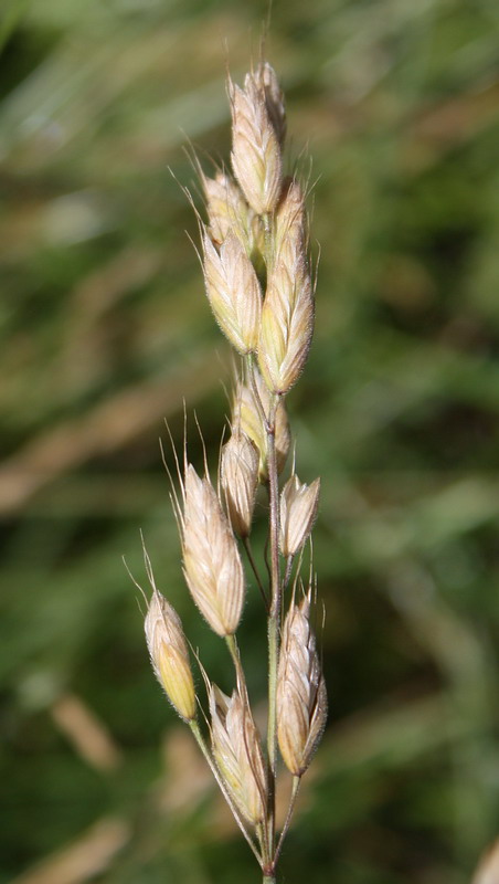 Изображение особи Bromus hordeaceus.