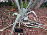 Alcantarea extensa. Вегетирующее растение. Австралия, г. Брисбен, ботанический сад. 30.12.2015.
