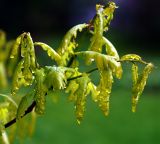 Quercus robur. Ветвь с молодыми листьями с каплями дождя. Московская обл., Раменский р-н, окр. дер. Хрипань, садовый участок. 17.05.2015.