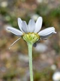 Anthemis ruthenica