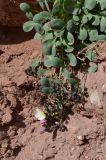 Crepis lactea