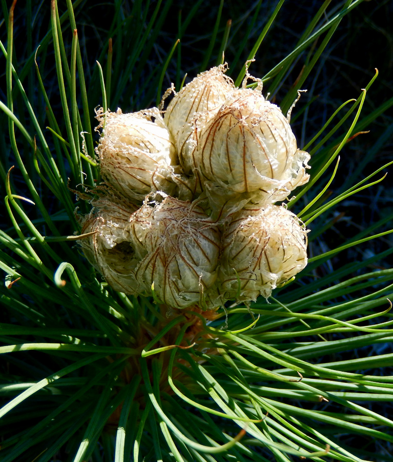 Изображение особи Asphodeline taurica.