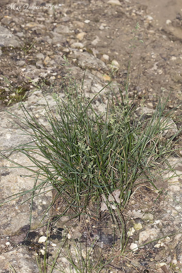 Image of genus Poa specimen.