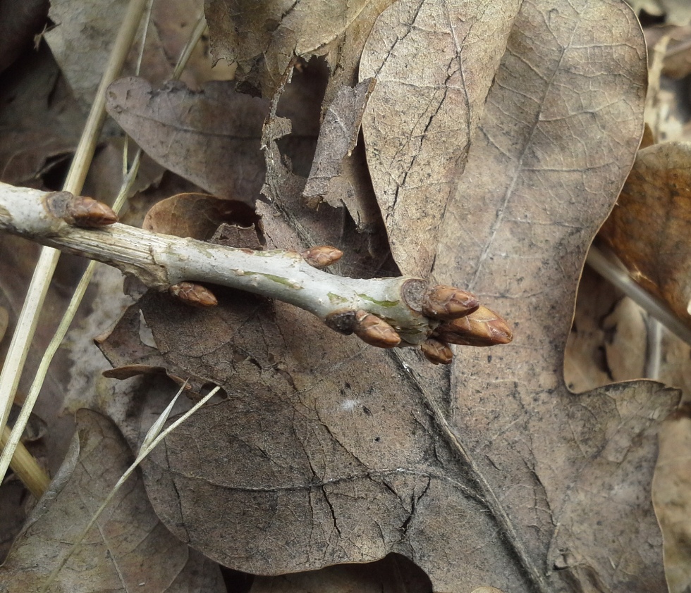 Image of Quercus robur specimen.