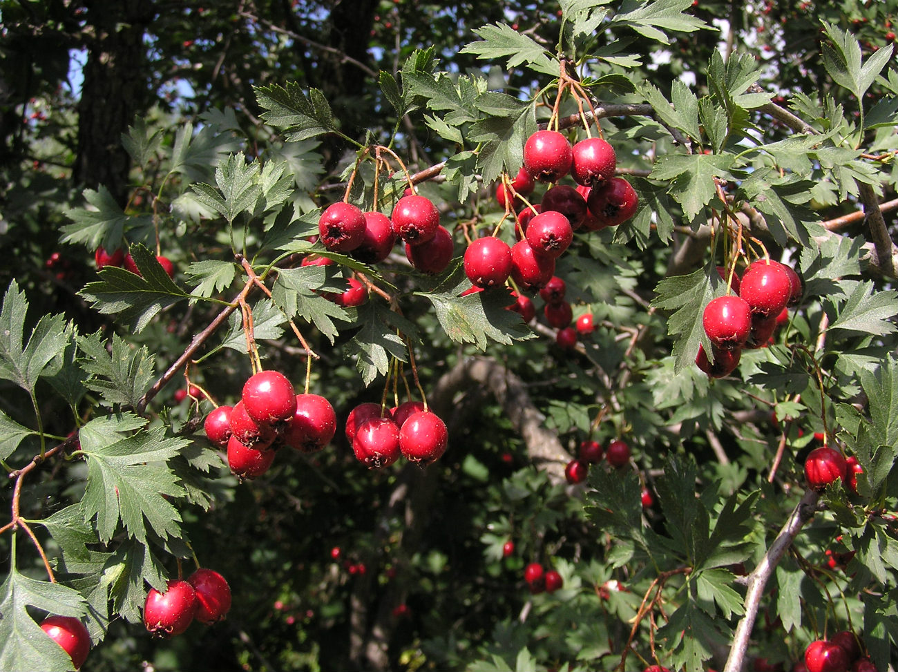 Image of Crataegus ambigua specimen.