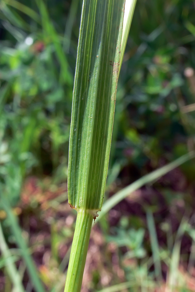 Изображение особи Festuca pratensis.