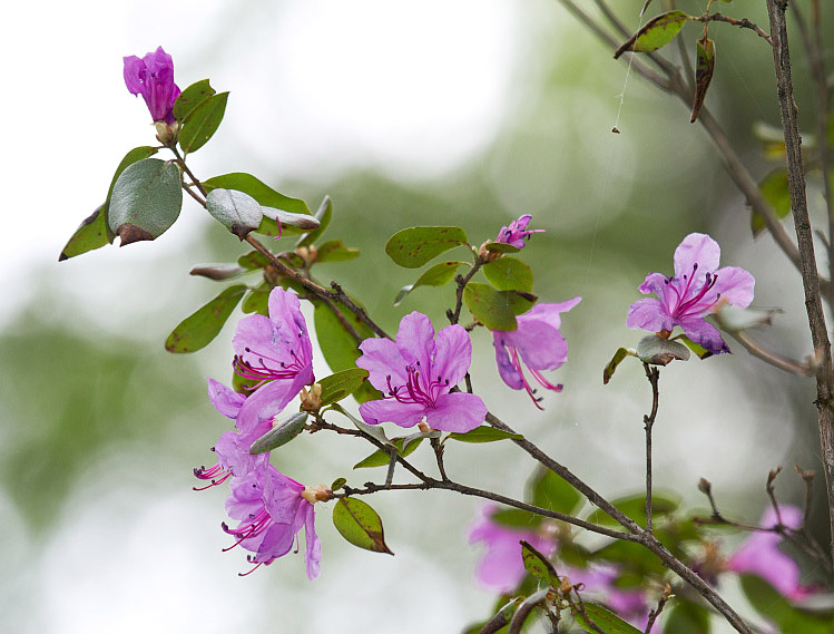 Изображение особи Rhododendron ledebourii.