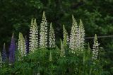 Lupinus × regalis. Соцветия. Ленинградская обл., Всеволожский р-н, окр. пос. Куйвози, садоводство, в культуре. 22.06.2015.