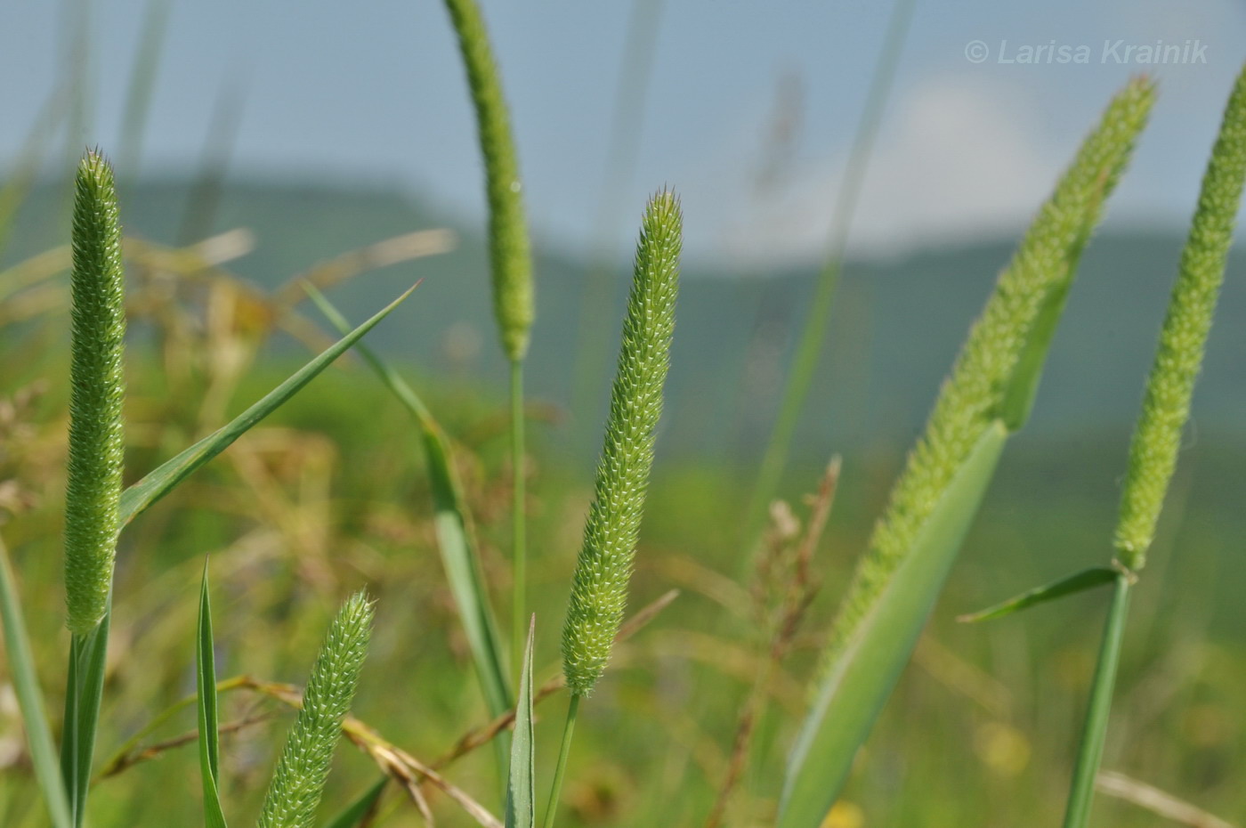 Изображение особи Phleum pratense.