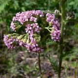 Achillea millefolium. Верхушка цветущего растения. Свердловская обл., окр. г. Североуральск, опушка сосново-елового леса. 24.06.2014.