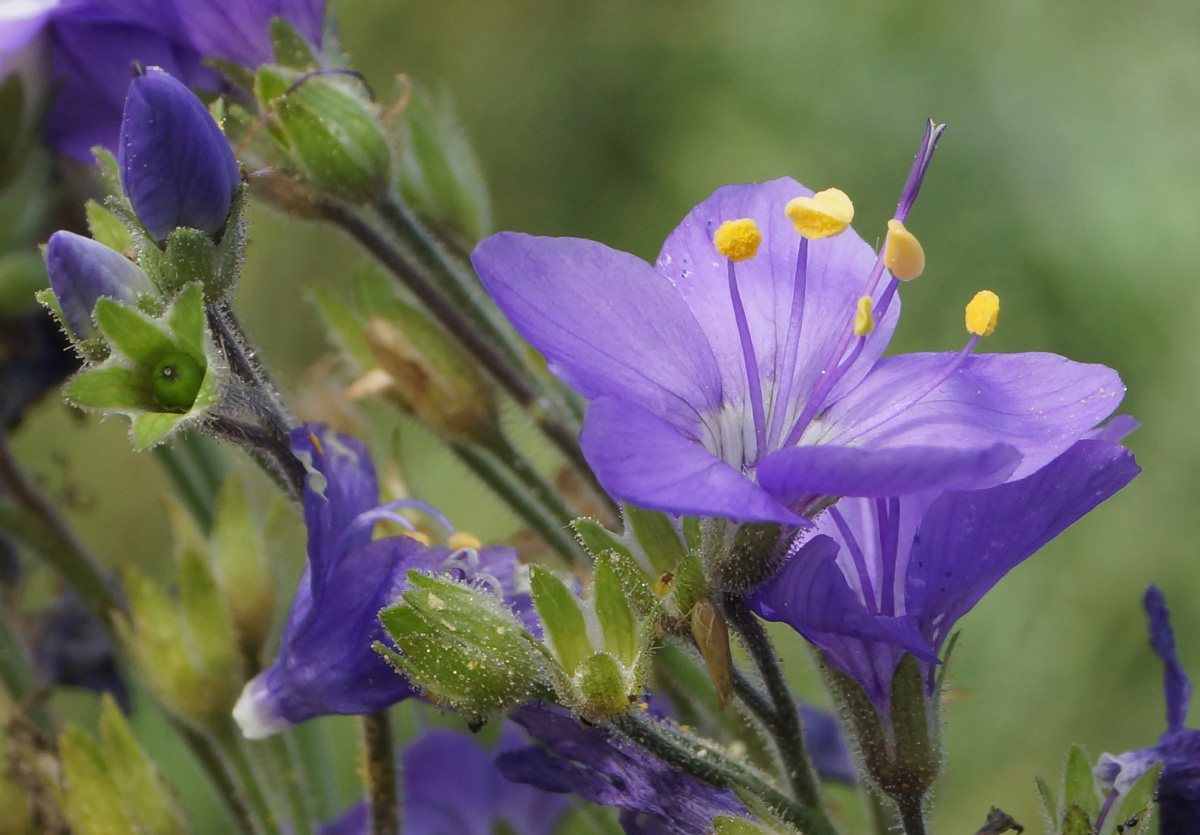 Image of Polemonium caeruleum specimen.