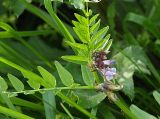 Vicia sepium