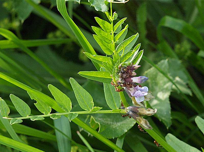 Image of Vicia sepium specimen.
