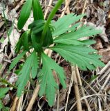 Ranunculus cassubicus. Стеблевой лист. Архангельская обл., Приморский р-н, окр. дер. Ижма, луг. 23.05.2014.