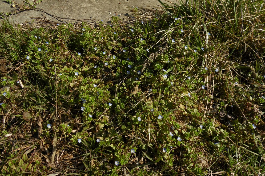 Image of Veronica persica specimen.