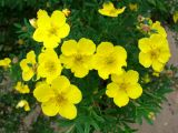 Dasiphora fruticosa. Верхушка растения с цветками. Якутия (Саха), Алданский р-н, берег р. Тимптон, 201 км от устья. 22.06.2011.