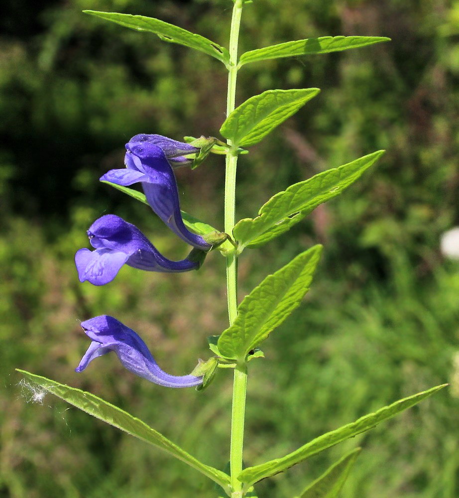 Изображение особи Scutellaria ochotensis.