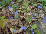 Veronica umbrosa