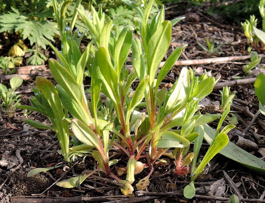 Image of Myosotis sparsiflora specimen.