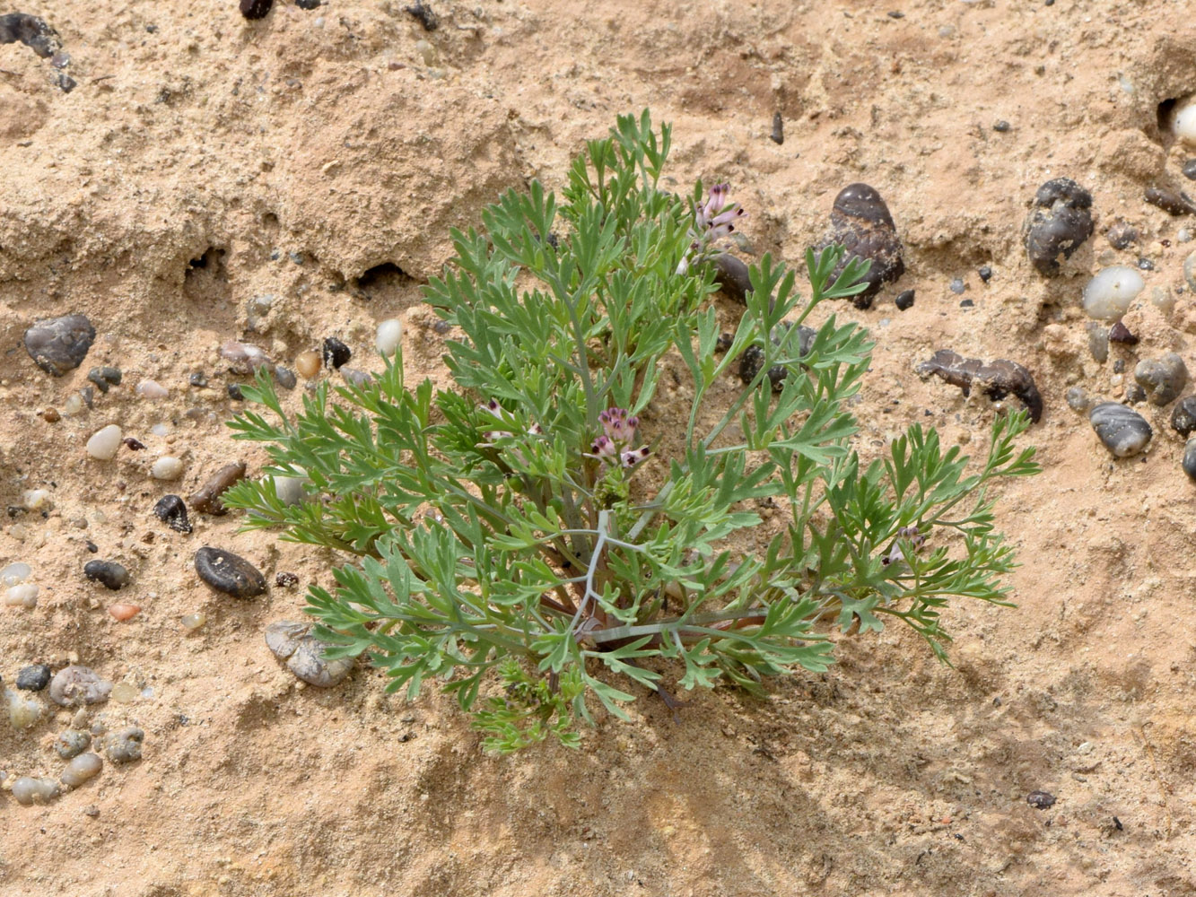 Image of Fumaria vaillantii specimen.