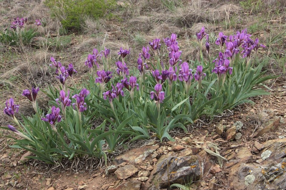 Image of Iris glaucescens specimen.