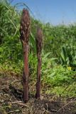 genus Orobanche