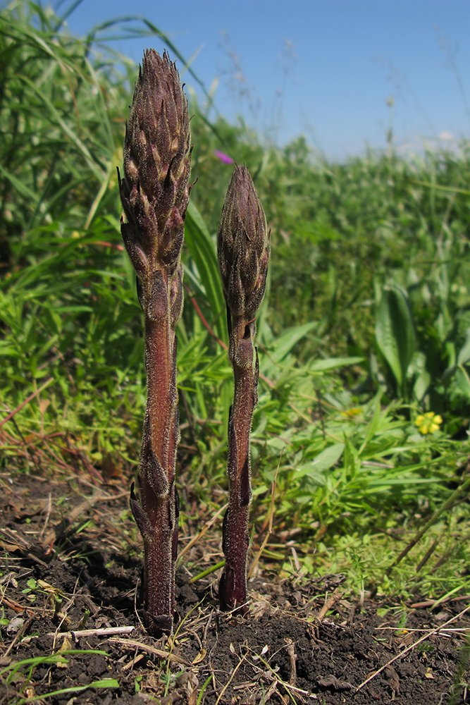 Изображение особи род Orobanche.