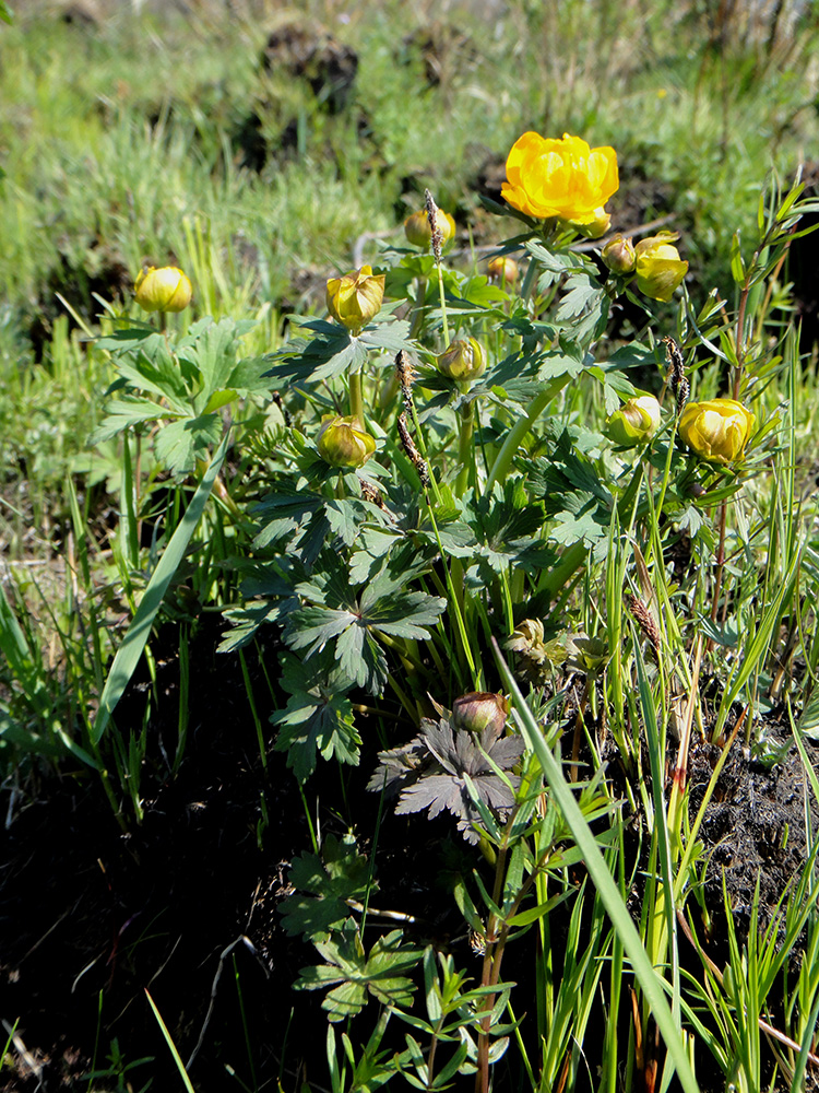 Image of Trollius ircuticus specimen.