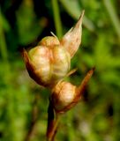 Gladiolus tenuis