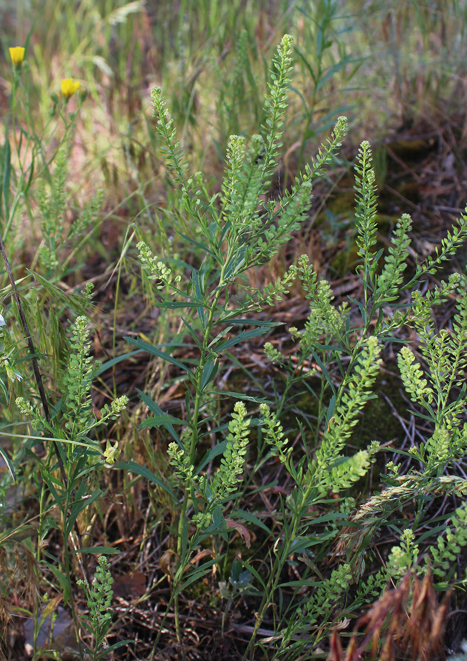Image of Lepidium densiflorum specimen.