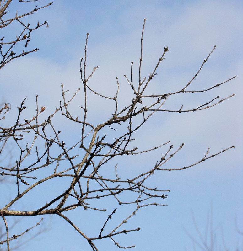 Изображение особи Syringa persica.