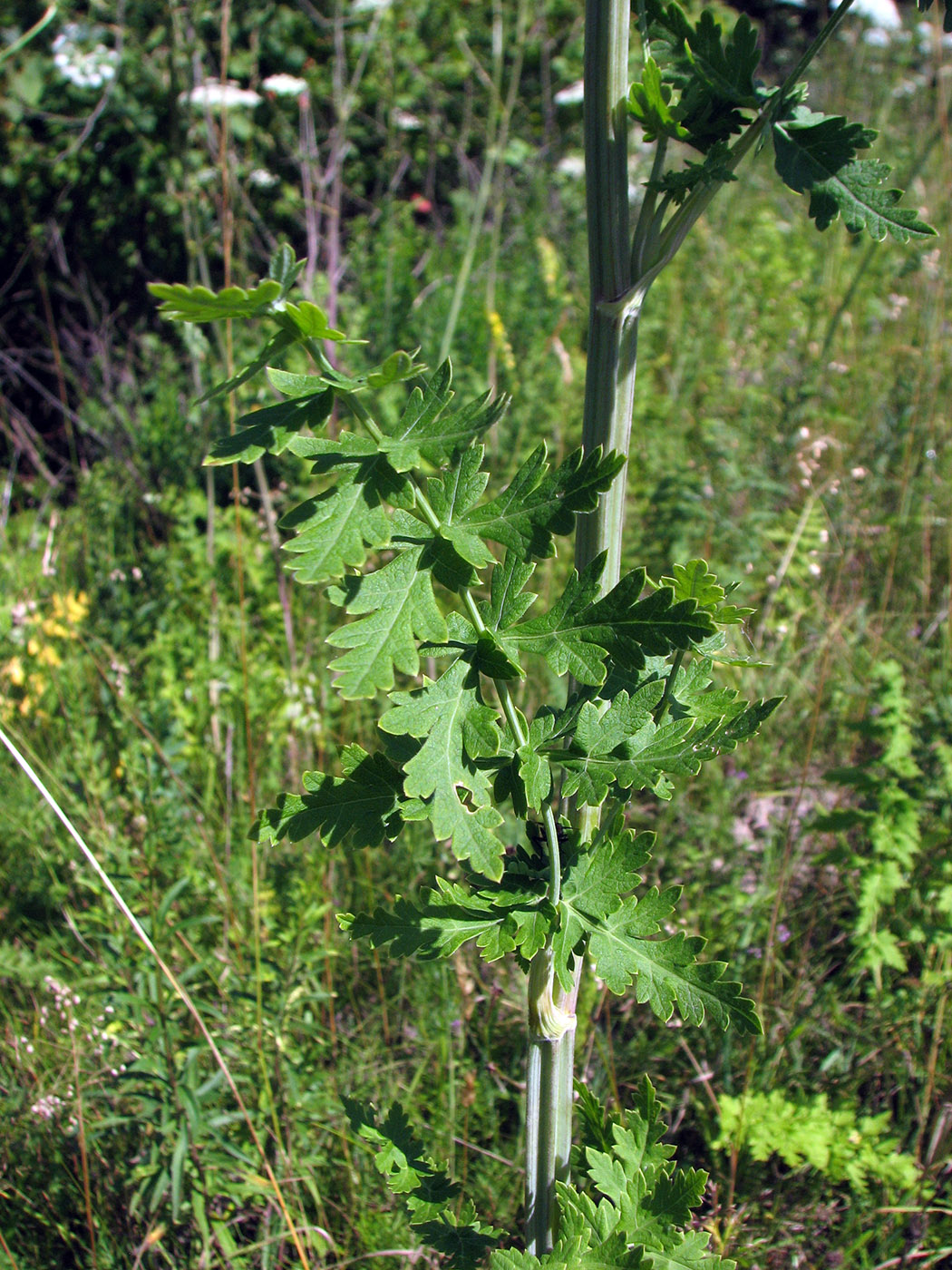 Image of Seseli libanotis specimen.
