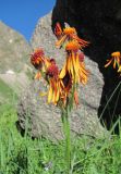 Tephroseris caucasigena