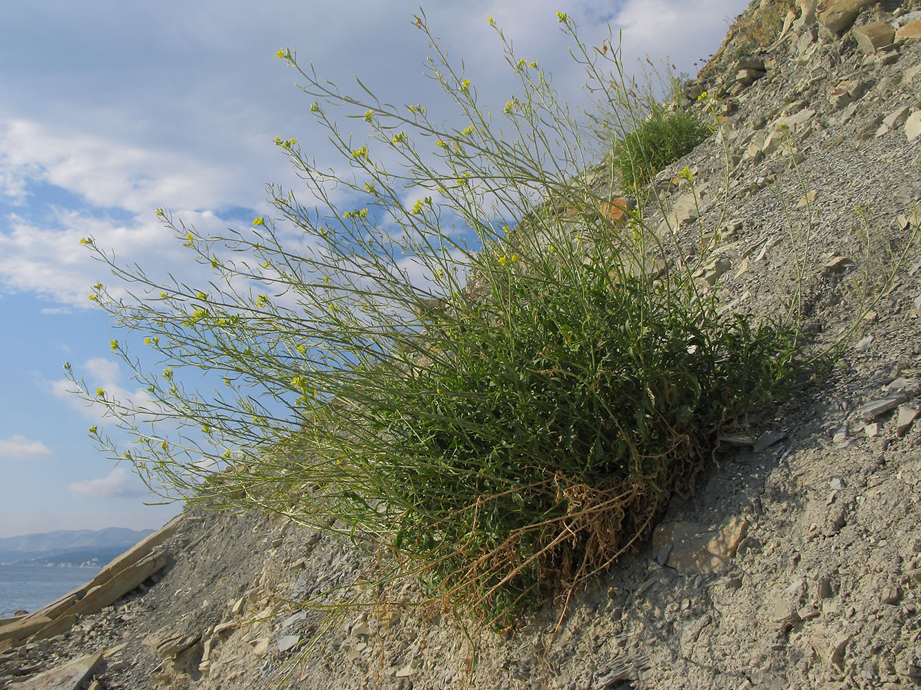 Image of Diplotaxis tenuifolia specimen.