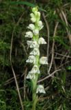 Goodyera repens