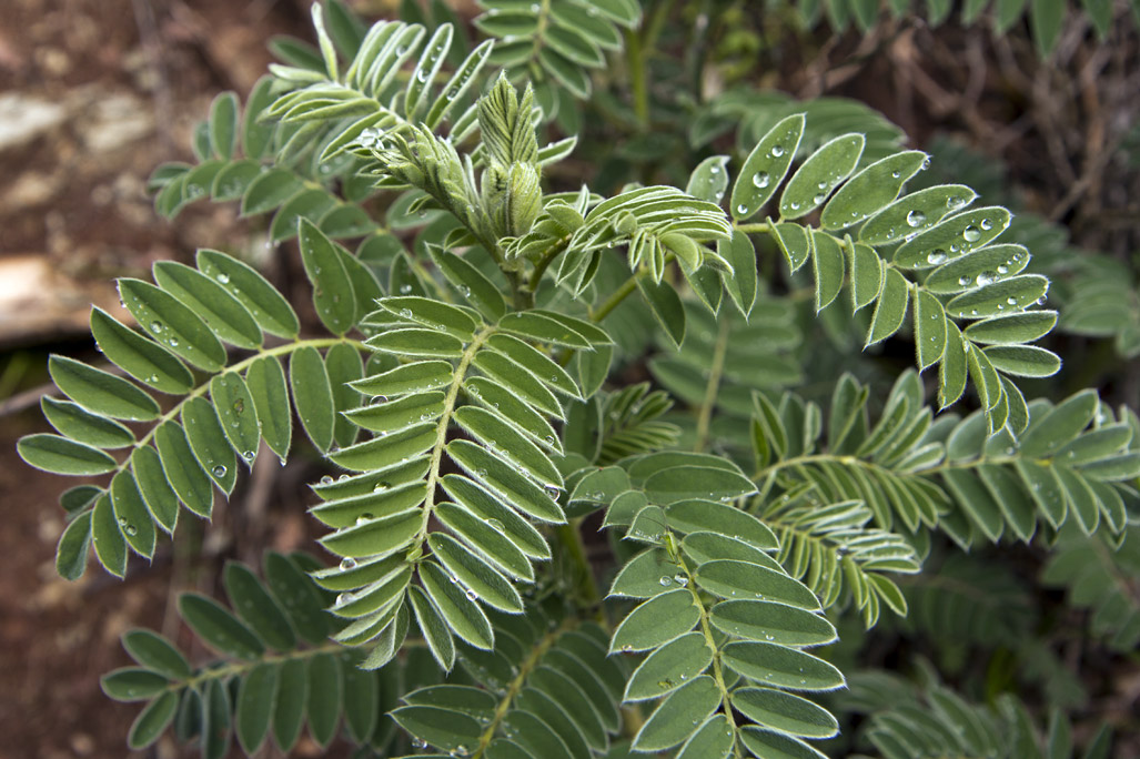 Image of Erophaca baetica ssp. orientalis specimen.