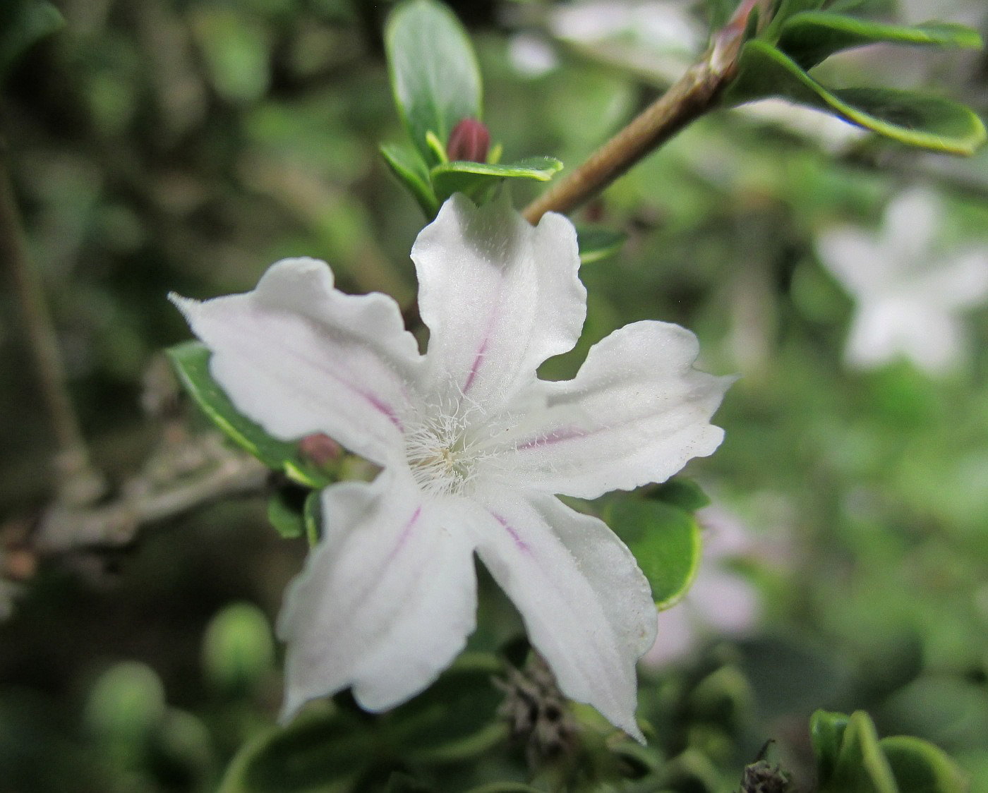 Image of Serissa japonica specimen.