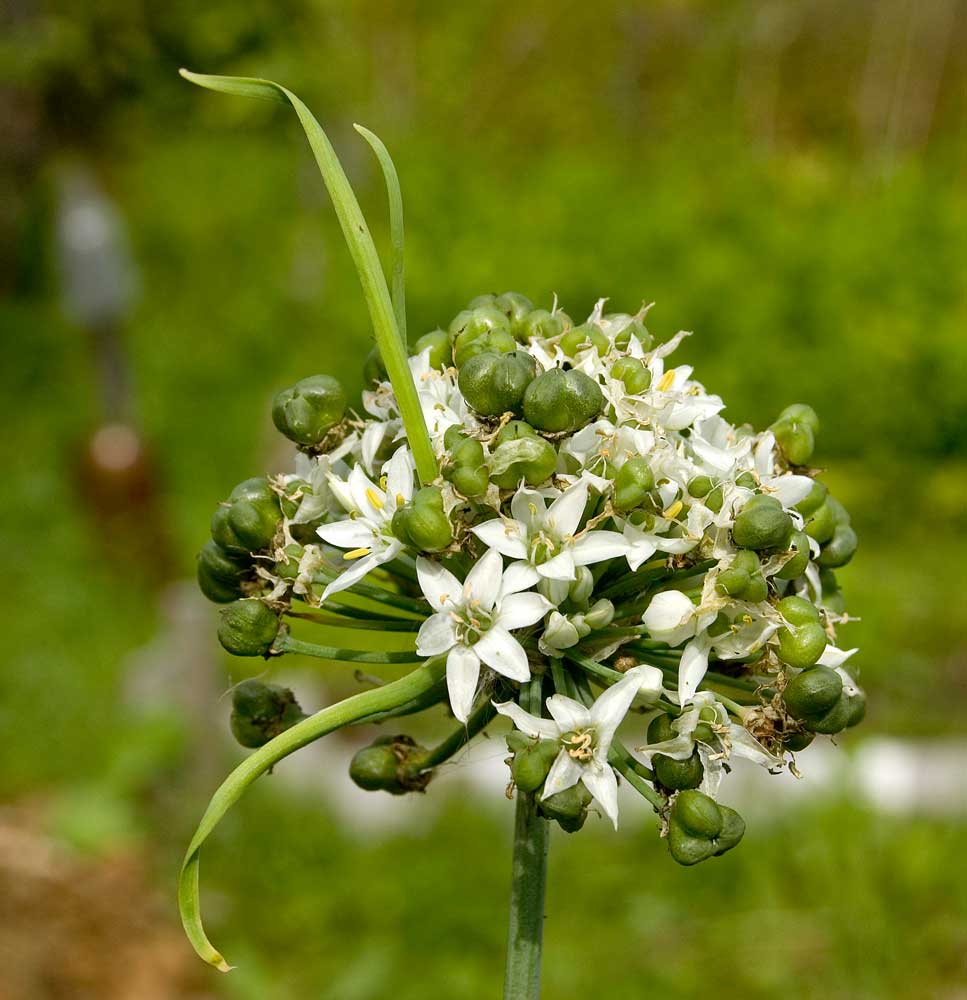 Image of Allium ramosum specimen.