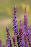 Salvia tesquicola