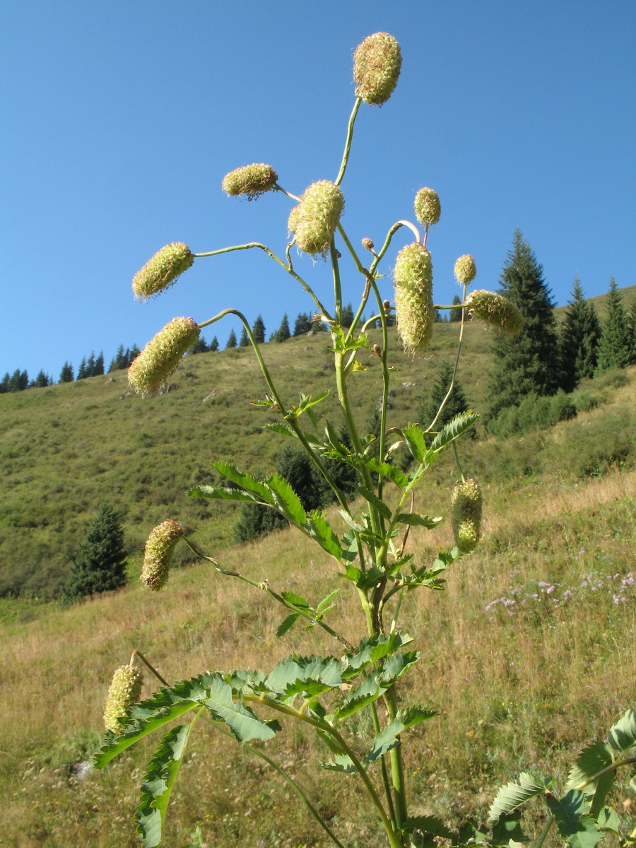 Изображение особи Sanguisorba alpina.
