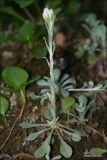 Antennaria dioica